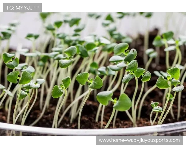 潜力巨大🌱未来可期
